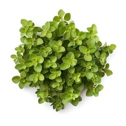 Feuille de thym